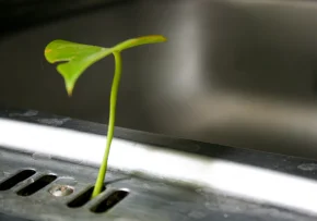 Wachsende Pflanze